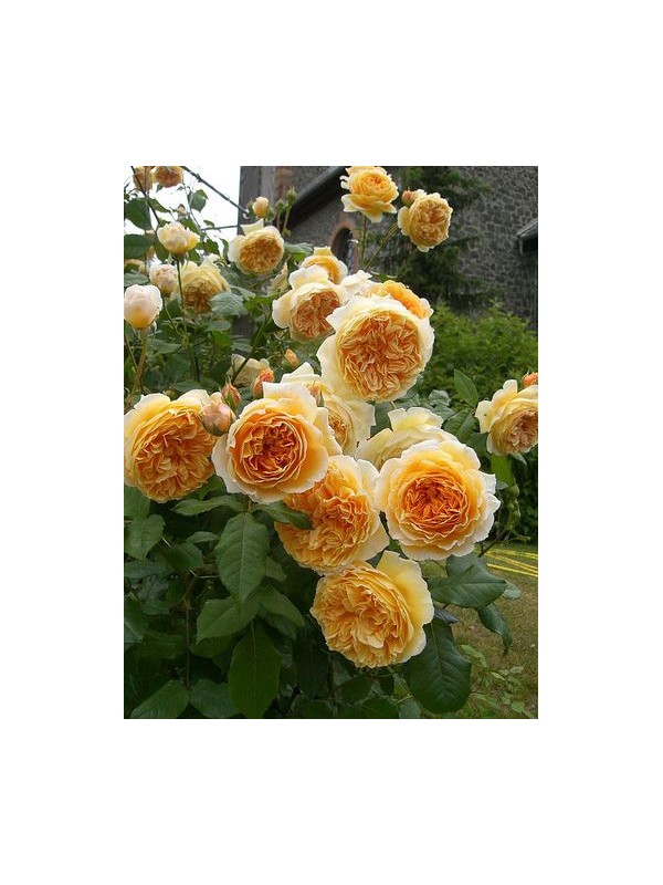 CROWN PRINCESS MARGARETA