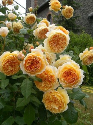 CROWN PRINCESS MARGARETA