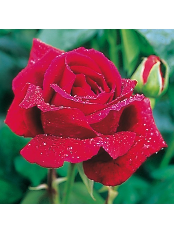 Liofilizirana  ekološka vrtnica Crimson Glory 30g