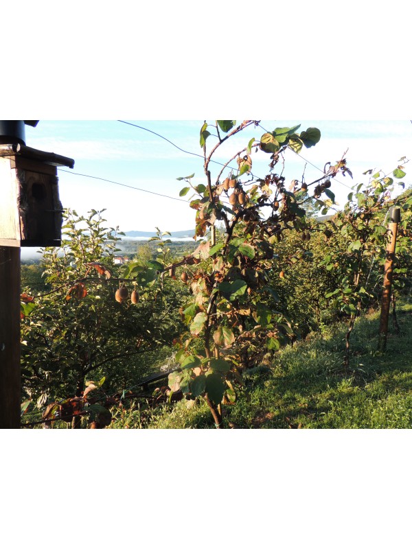 Ekološko pridelan kivi