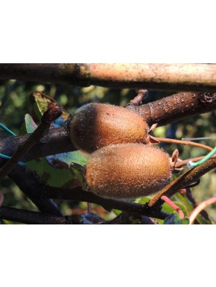 Ekološko pridelan kivi