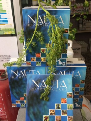 Nauta