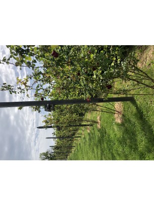 Naravni sirup iz vrtnice Crimson Glory 250 ml