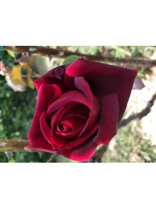 Naravni sirup iz vrtnice Crimson Glory 250 ml