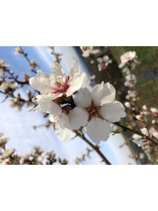 EKOLOŠKO OLJČNO OLJE IZ SORTE BELICA