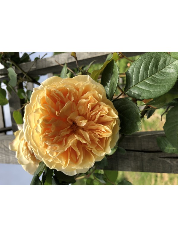 Naravni sirup iz bezga z dodatkom vrtnice Teasing Georgia 250 ml