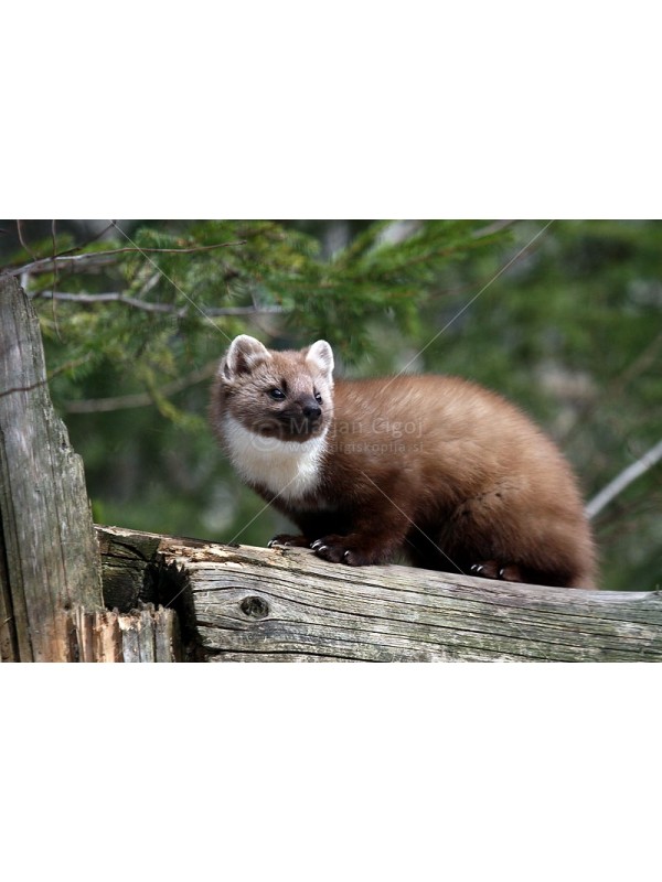 Eko odganjalec pred kunami 