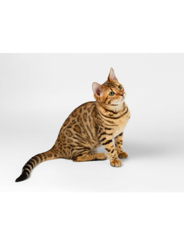 Eko odganjalec pred mačkami