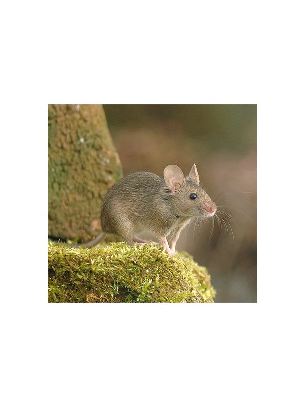 Eko odganjalec pred MIŠMI