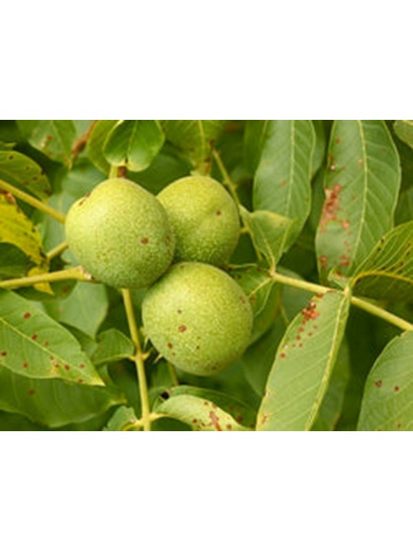 Orehi - ekološka pridelava