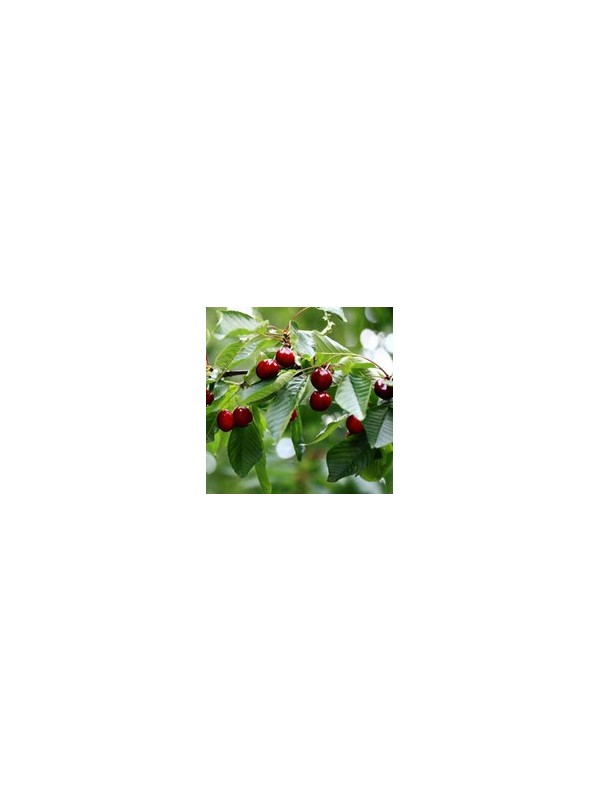  Sveže višnje iz ekološke pridelave