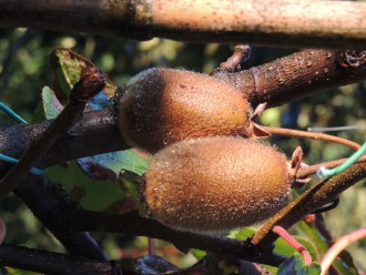 Kiwi