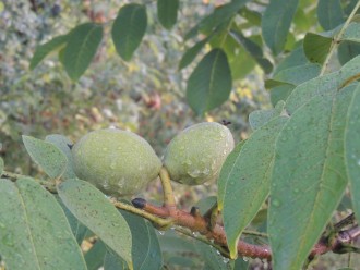 Walnuts