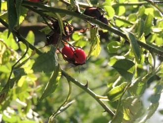 Briar-rose