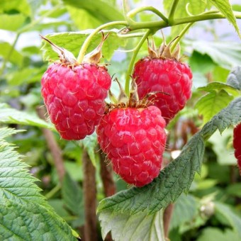 MALINE