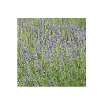 LAVANDULA-LATIFOLIA-SIROKOLISTNA-SIVKA-