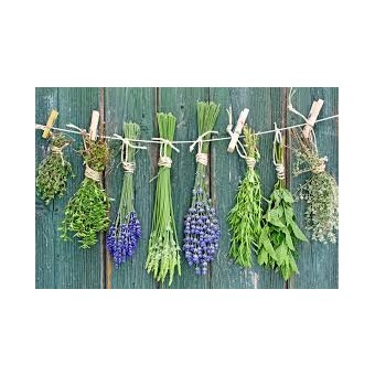 HERBS-AND-MEDICINAL-PLANTS