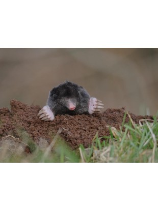 Eco repellente - protezione da roditori da campo e talpe - 2 pezzi