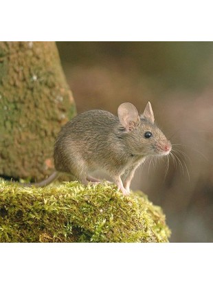 Eco repellente - protezione da roditori da campo e talpe - 2 pezzi