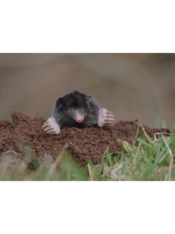 Eco repellent in front of moles-2 piece