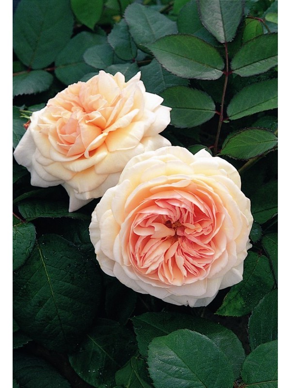 A SHROPSHIRE LAD