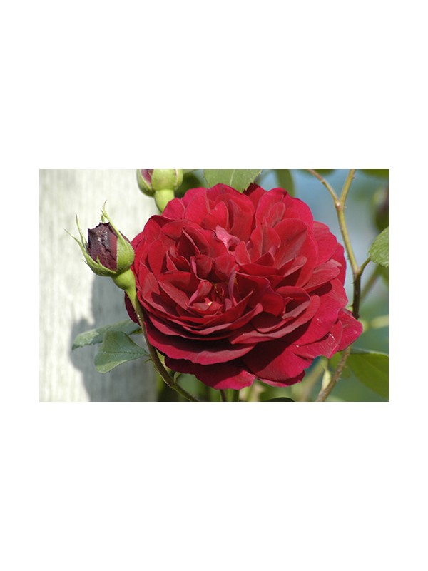 TESS OF THE D URBERVILLES