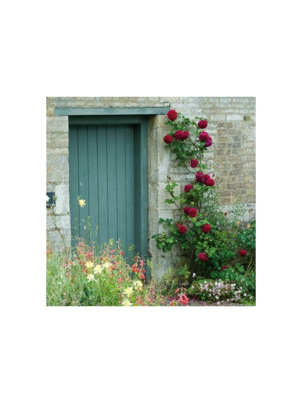 TESS OF THE D URBERVILLES