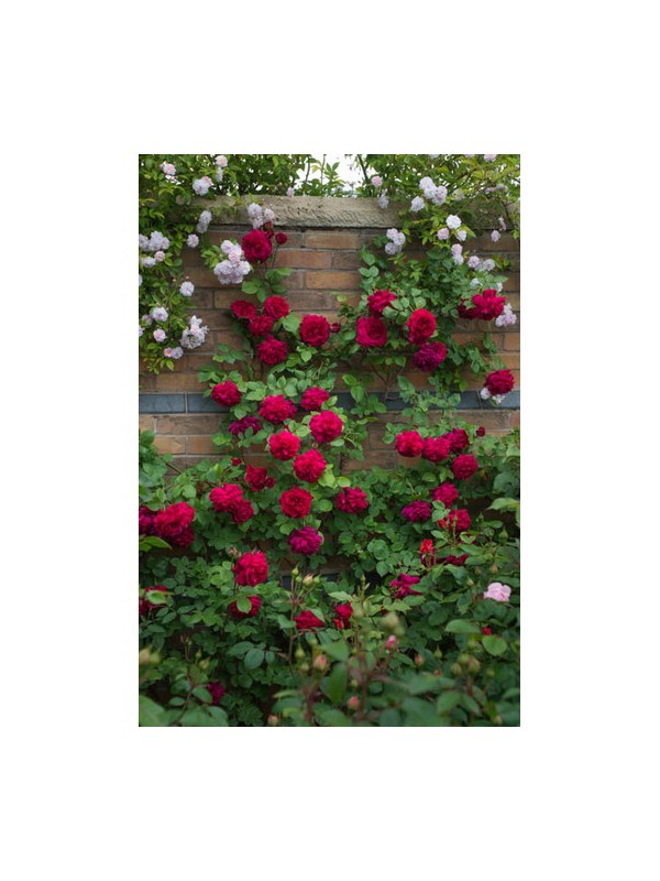 TESS OF THE D URBERVILLES