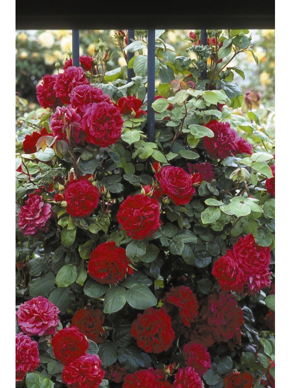 TESS OF THE D URBERVILLES