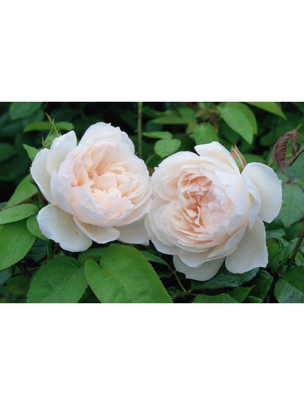 THE GENEROUS GARDENER