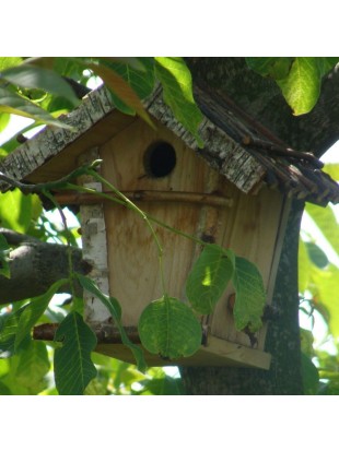 Ptičja gnezdilnica - bor velika