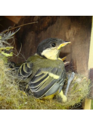 Ptičja gnezdilnica - bor velika