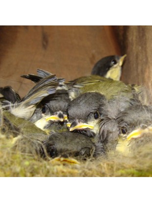 Ptičja gnezdilnica - bor velika