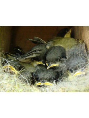 Ptičja gnezdilnica - bor velika