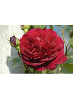 TESS OF THE D URBERVILLES