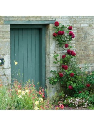 TESS OF THE D URBERVILLES