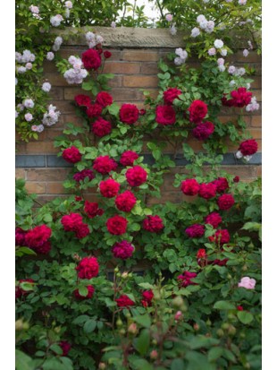 TESS OF THE D URBERVILLES