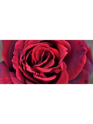 TESS OF THE D URBERVILLES