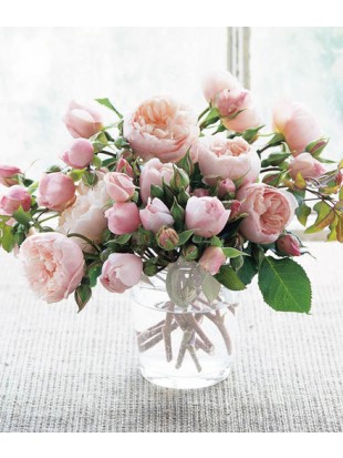 THE GENEROUS GARDENER