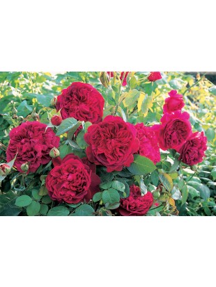 WILLIAM SHAKESPEARE 2000