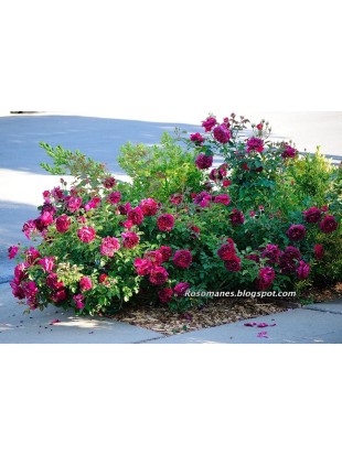 WILLIAM SHAKESPEARE 2000