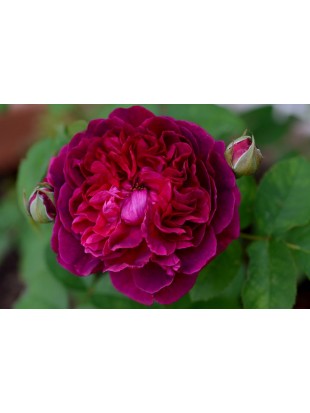 WILLIAM SHAKESPEARE 2000