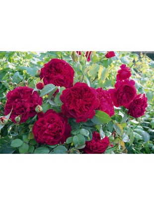 WILLIAM SHAKESPEARE 2000