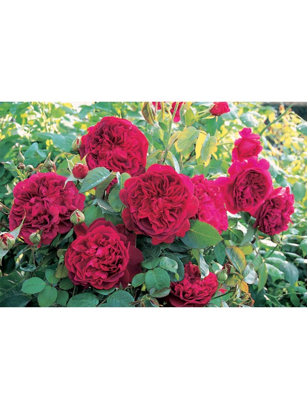 WILLIAM SHAKESPEARE 2000