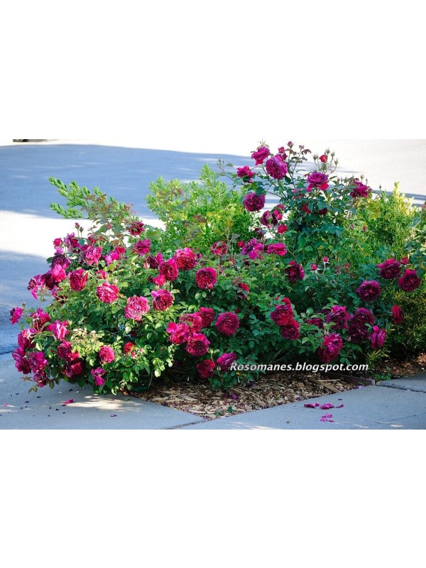 WILLIAM SHAKESPEARE 2000