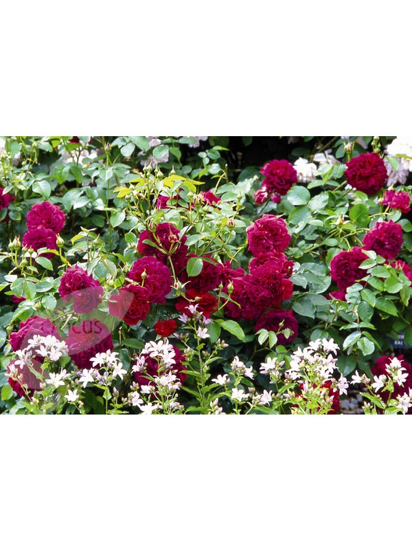 WILLIAM SHAKESPEARE 2000