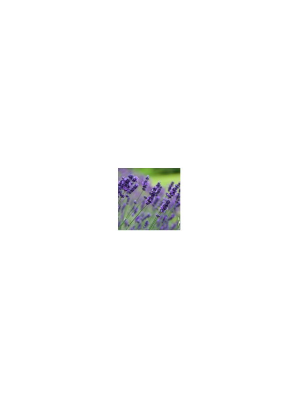 Hidrolat Prava Sivka-Lavandula angustifolia