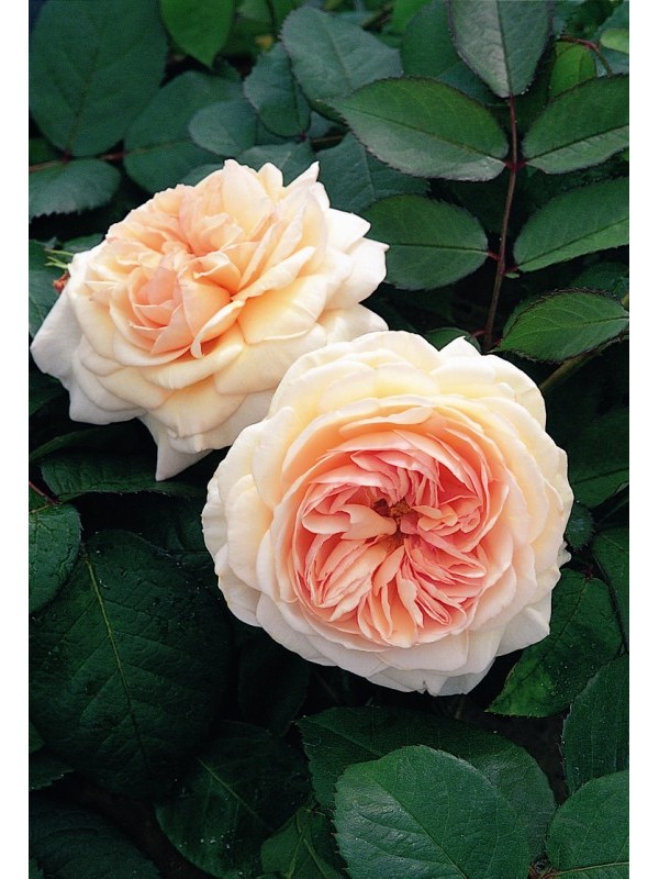 A SHROPSHIRE  LAD