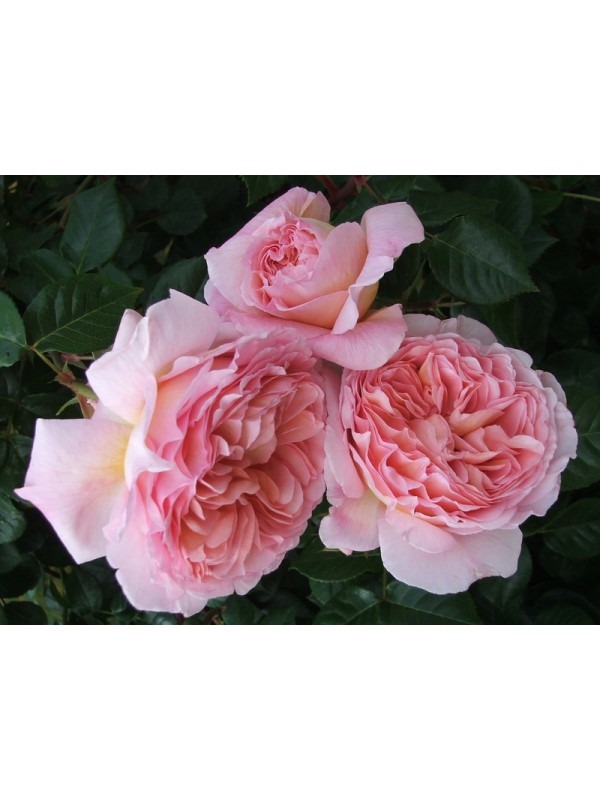 ABRAHAM DARBY