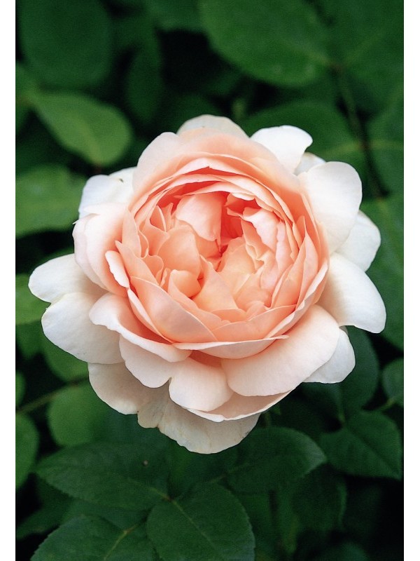 AMBRIDGE ROSE